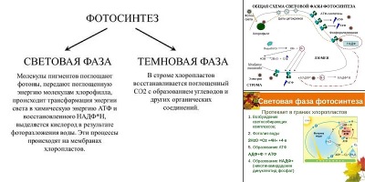 световая фаза фотосинтеза