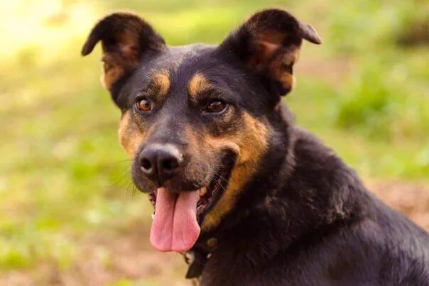 Сапа чапа. Собака "чапа". Чапа. Сапа чапа. Зенок овоачки черный.