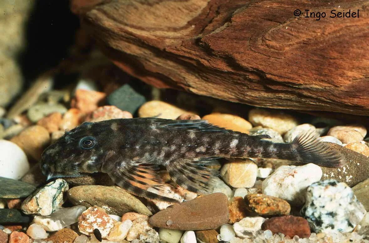 Анциструс (сомик). Сом псевдоакантикус леопард l114 (pseudacanthicus sp. Leopardus). L600 анциструс. L600 pseudacanthicus leopardus.