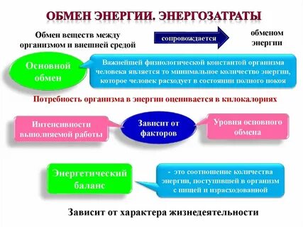 Обмен веществ с окружающей средой пример