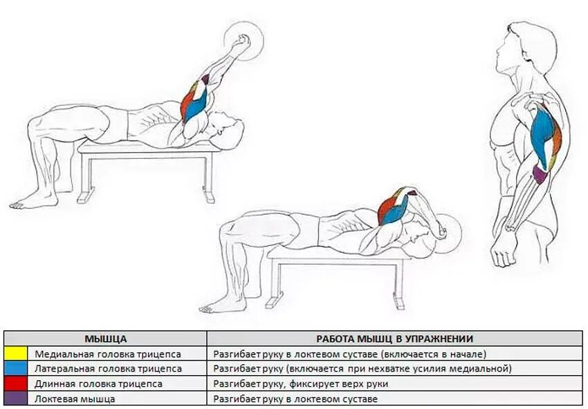 Как накачать длинную. Французский жим лежа с гантелью техника. Французский жим лежа на трицепс. Французский жим лежа (w-гриф).. Французский жим лежа с ez-грифом.