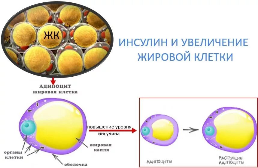 Клетка жира состав. Жировая клетка строение. жировые клетки инсулин. воздействие на жировые клетки. клетки адипоциты.