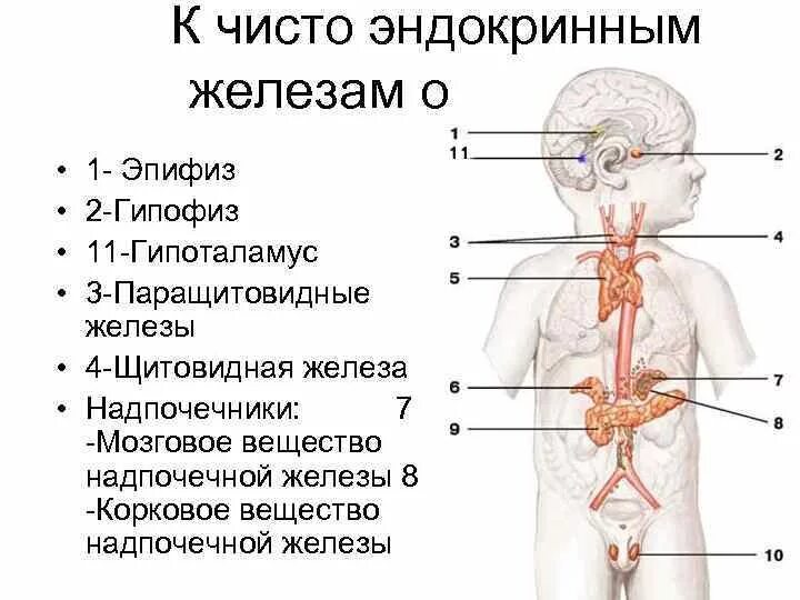 К эндокринным железам относятся гипофиз. К эндокринным железам относятся гипофиз