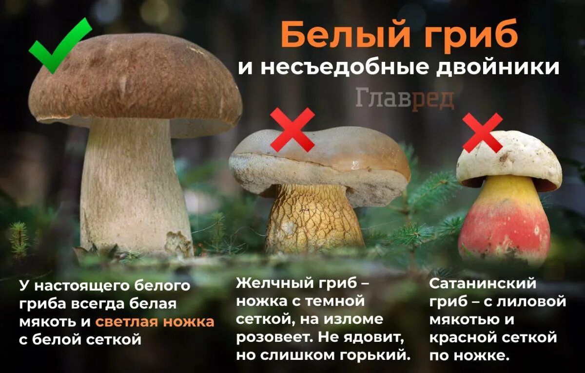 Как отличить съедобные от несъедобных. Ложные грибы фото и описание. как отличить ложные грибы. как отличить ядовитые грибы от съедобных.