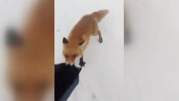 Нападение лис. Бешеные лисы нападают на людей.