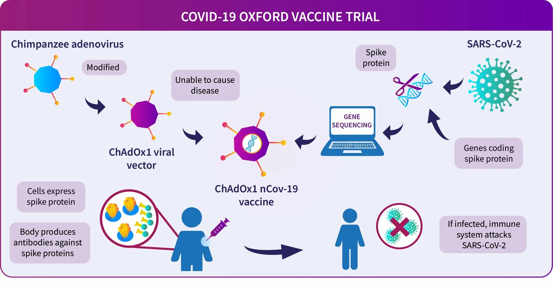 Вакцина cov 2. Схема действия вакцины. Механизм действия вакцин. Векторные вакцины. Разработка вакцины.