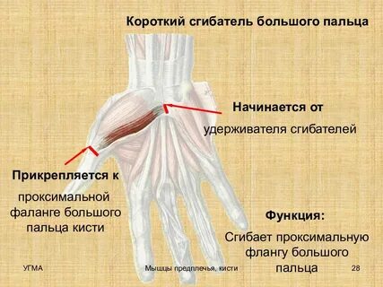 Короткий сгибатель большого пальца кисти