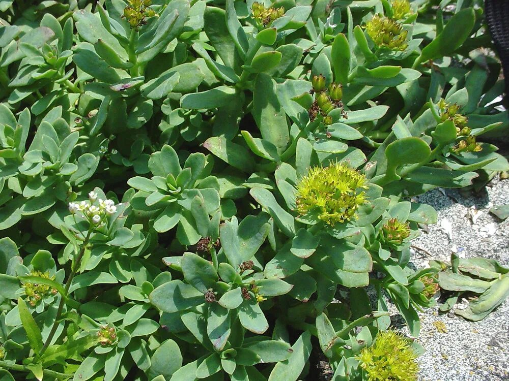 Радиола перисто-надрезанная,. Родиола перистонадрезанная Rhodiola pinnatifida. Родиола розовая ботаника. Родиола иремельская ботаника.