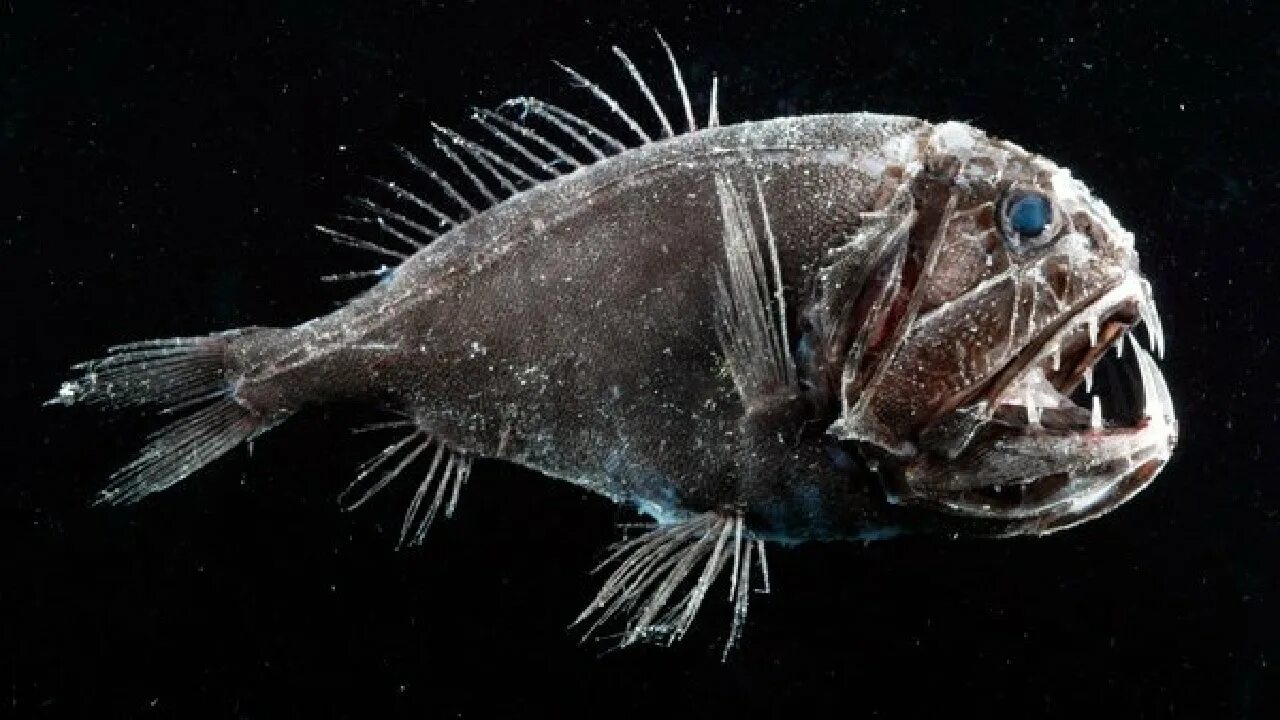 Глубоководные рыбы океана. Длиннорогий Саблезуб. Длиннорогий Саблезуб рыба. Длиннорогий Саблезуб малек. Саблезуб (Anoplogaster cornuta).