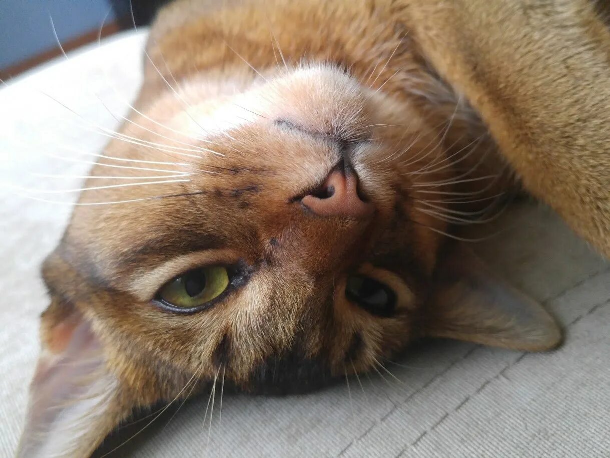 У кошки течет. Кот с кругами под глазами. Кота я абиссинп. Котёнок ячмоня. Как выглядит Вислик кот.