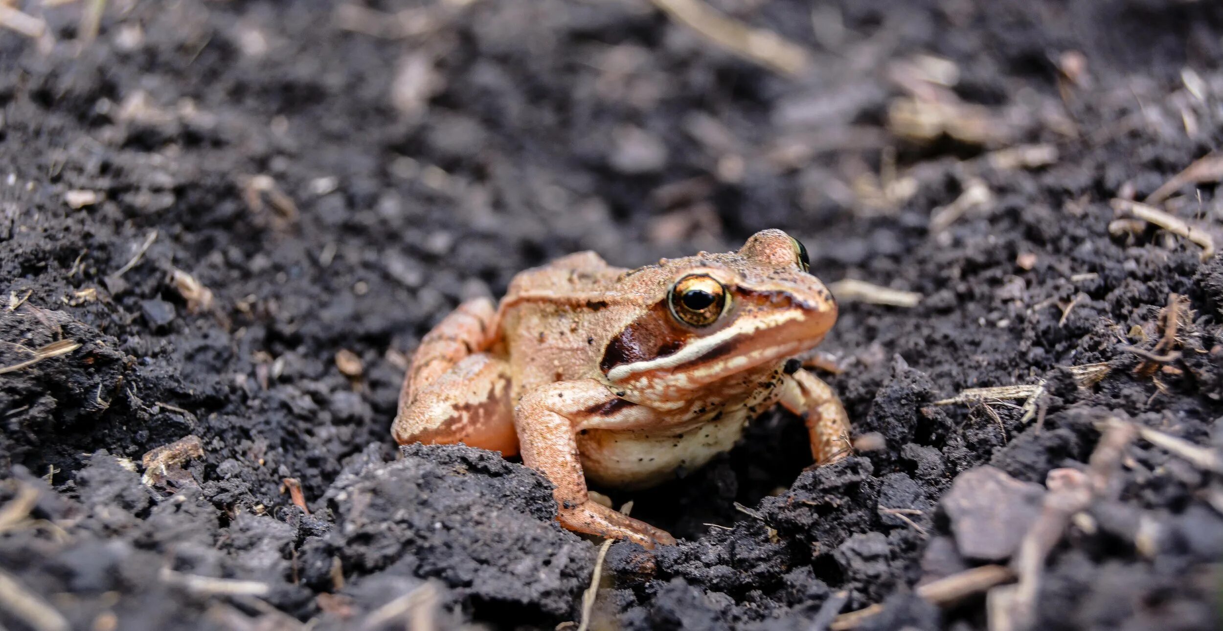 Как избавиться от лягушек на участке. Земляная жаба. Огородная лягушка. Земляная лягушка на огороде. Жаба почвенные.