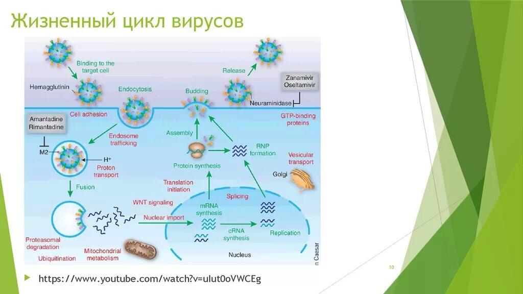 Описать цикл развития вируса. Стадии жизненного цикла вируса. Фазы жизненного цикла вируса. Цикл развития вирусов схема.