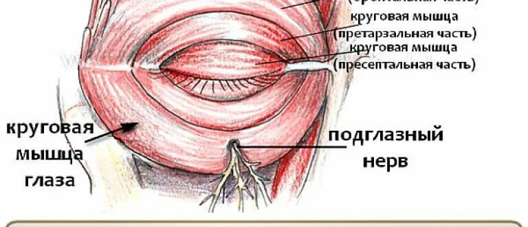 Круговая мышца глаза. Дергается круговая мышца глаза. Подёргивание мышц глаза. Тик круговой мышцы глаза. Причины подергивания глаза