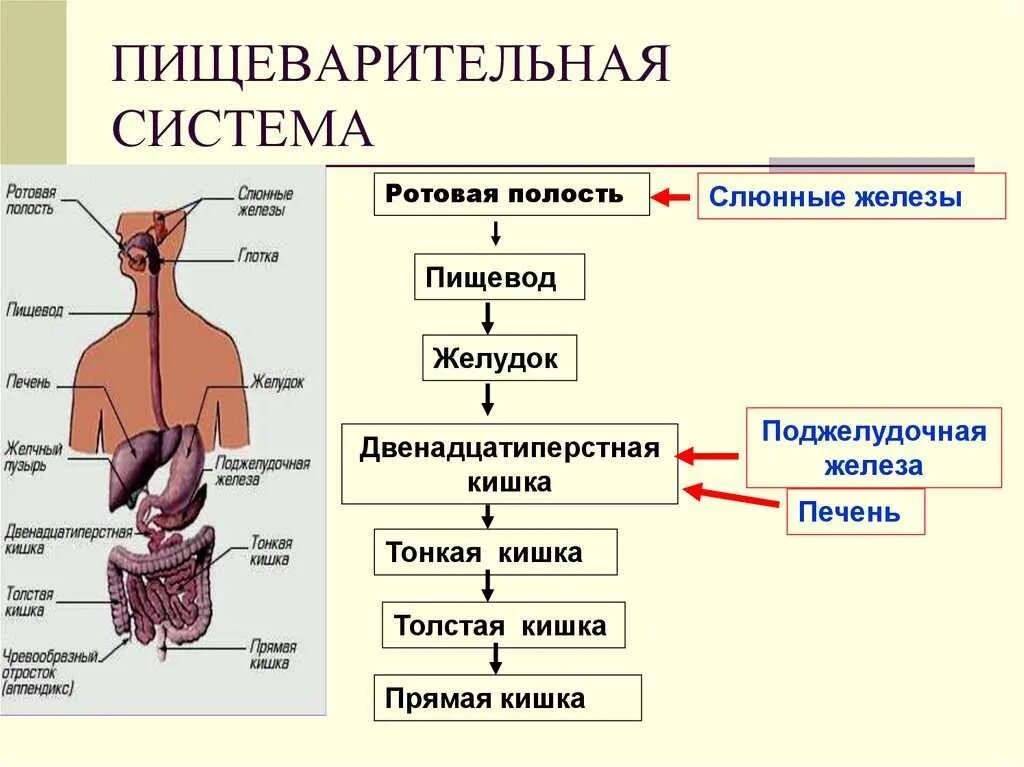 Система пищеварительных органов состоит из. Пищеварение строение пищеварительной системы. Анатомическое строение пищеварительной системы человека. Структура пищеварительной системы схема. Схема последовательности органов пищеварительной системы.