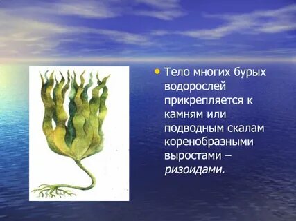 Конспект урока по биологии 7 класс водоросли