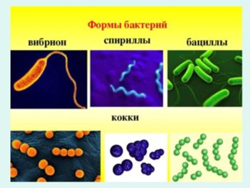 Бактерии известные виды. Кокки бациллы вибрионы спириллы. Формы бактерий кокки бациллы спириллы вибрионы. Формы бактерий кокки бациллы. Палочковидные бактерии вибрионы.