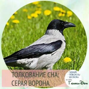 Во сне вороны нападают