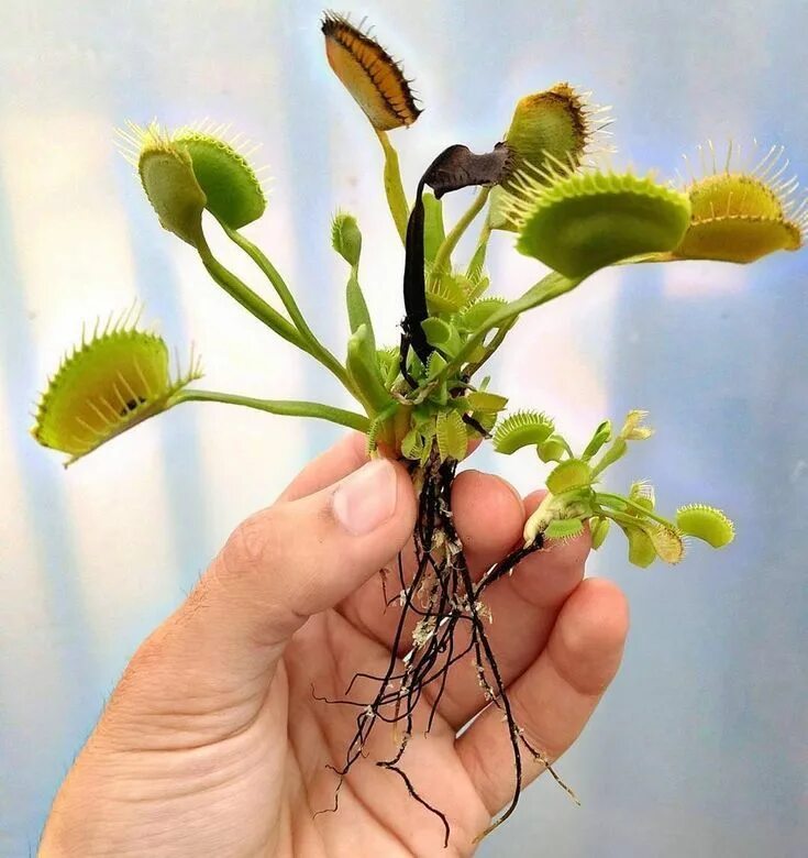 Дионея мухоловка. Артемизия корень. Венерина мухоловка. Хищный корень. Корни лесных деревьев.