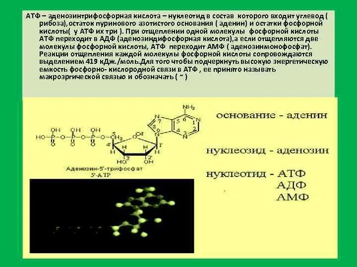 Атф азотистое. Аденозин 5 трифосфорная кислота. Аденин рибоза 3 остатка фосфорной кислоты. Нуклеотид АТФ. Состав нуклеотида АТФ.