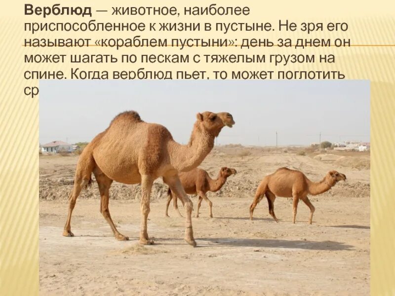 Условия обитания животных в пустыне. Животные пустыни. верблюд в пустыне. приспособления животных в пустыне. животные в жаркой пустыне.