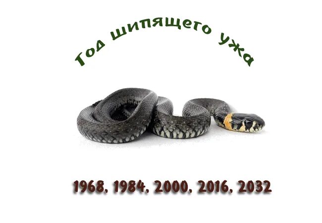 Год прядущего мизгиря по славянскому календарю 2020. Шипящий уж по славянскому календарю характеристика. Славянский гороскоп животных. Славянский календарь шипящий уж. Славянский гороскоп.