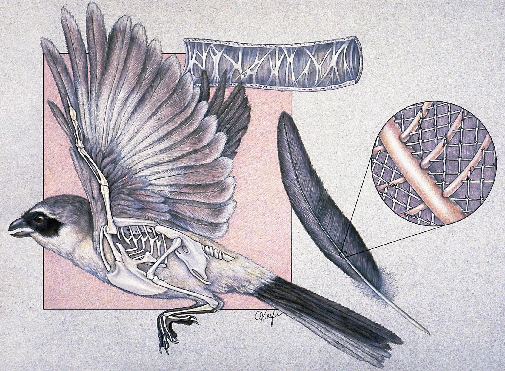 Анатомия птиц. Анатомия воробья. Анатомия больших птиц. Крыло птицы анатомия.