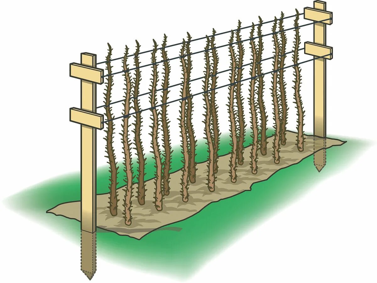 Как подвязать малину правильно легко быстро. Подвязка ремонтантной малины. Ежемалина на шпалере. Шпалера для ремонтантной малины. Опора для ремонтантной малины.