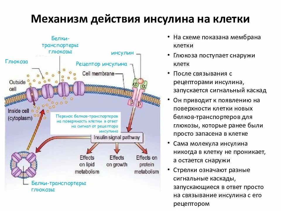 Синтез инсулина последовательность. Механизм действия инсулина биохимия гормоны. Механизм действия инсулина биохимия схема. Механизм действия инсулина биохимия кратко. Механизм действия инсулина биохимия.