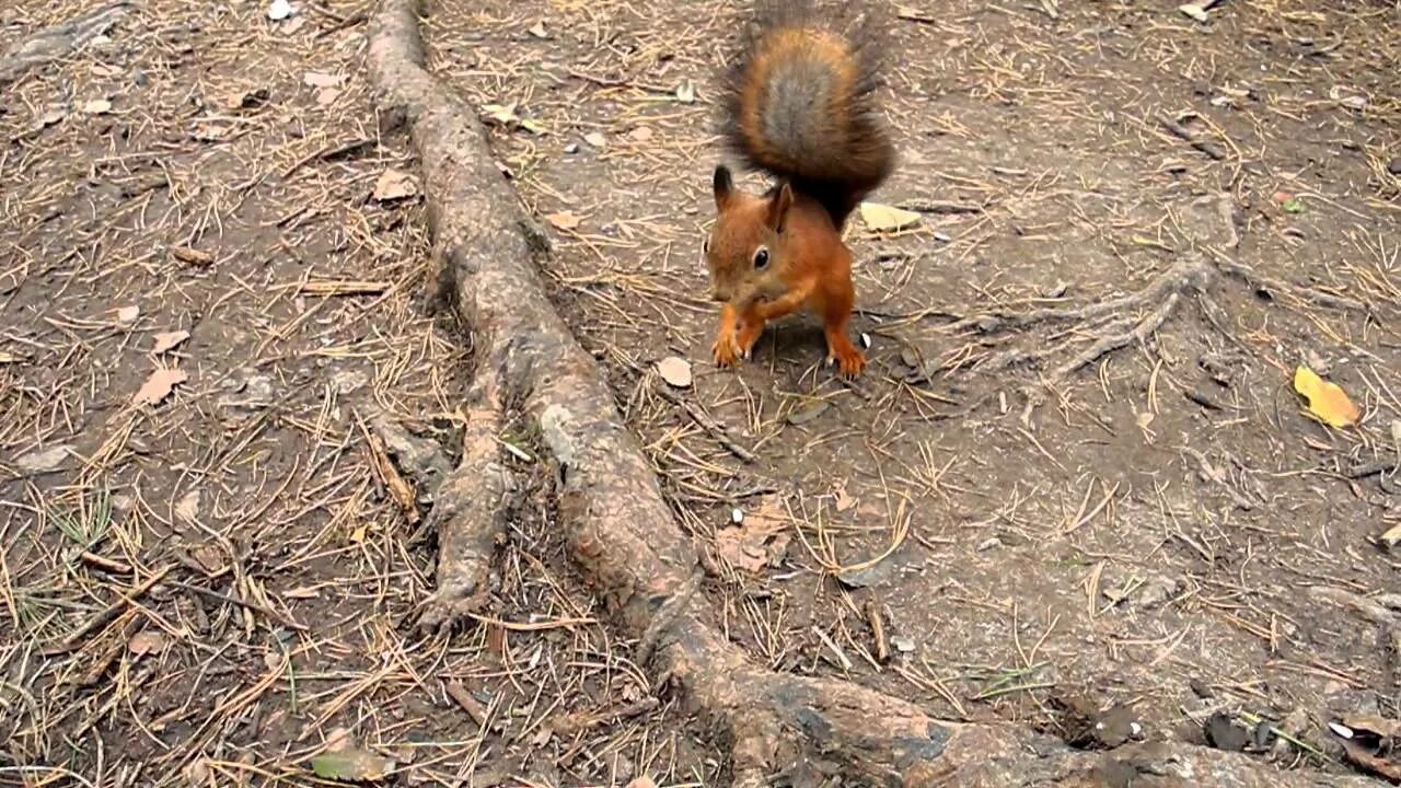 Белочка грызет. Белочка грызет семечки. Белка. Белка ест орешки с ладони. Белкам можно семечки.