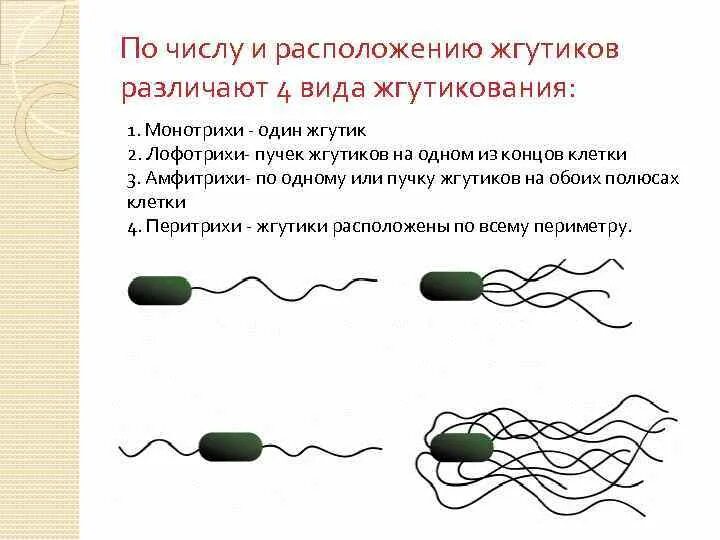 Лофотрихи. Монотрихи перитрихи амфитрихи. Лофотрихи амфитрихи. Монотрих расположение жгутиков. Жгутики монотрихи лофотрихи.