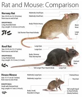 Mouse comparison