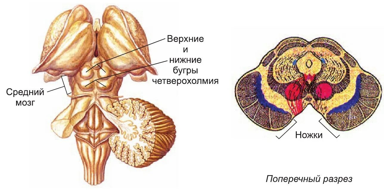 Верхние холмики мозга. Бугры четверохолмия среднего мозга. Средний мозг пластинка четверохолмия. Задние Бугры четверохолмия среднего мозга это. Средний мозг зрительные Бугры.