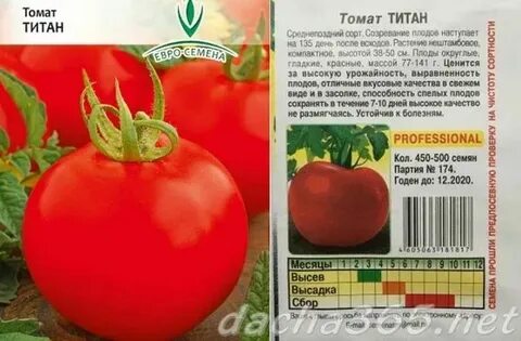 Томат титан характеристика фото