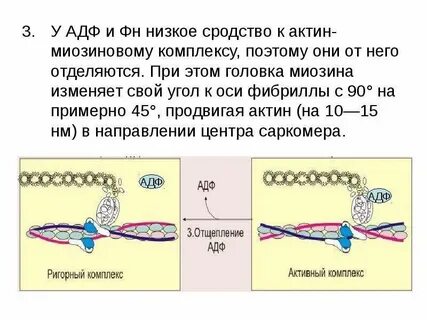 Атф миозин
