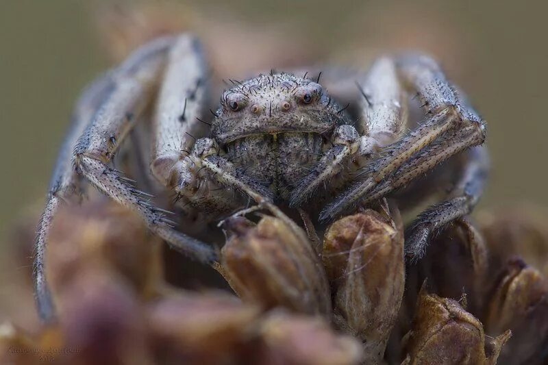 Pin by Sandra Zandvliet on Animals Arachnids, Arachnids spiders, Insects