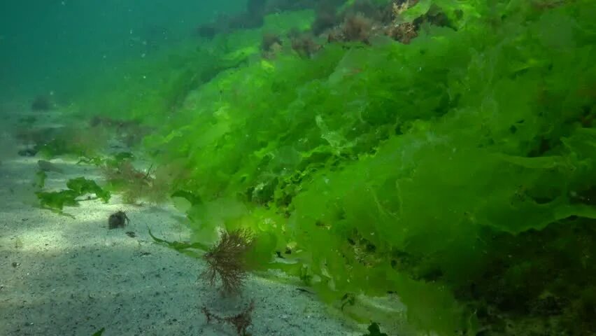 Кладофора в черном море. Водоросли черного моря. Водоросли черного моря. Лауренсия водоросль чёрное море. Лауренсия водоросль чёрное море.