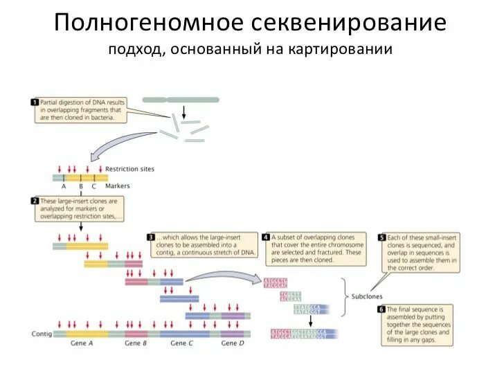Секвенирование вируса. Полногеномное секвенирование. ngs секвенирование. секвенирование белков. секвенирование нового поколения ngs.