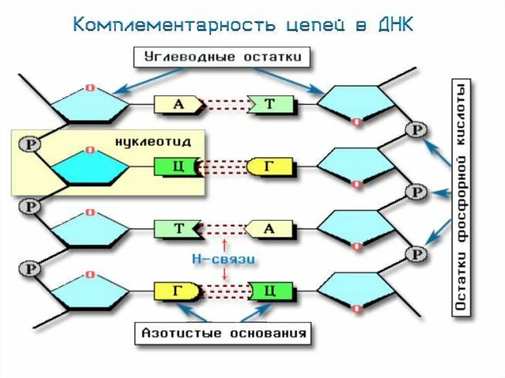 Комплиментарная цепь. Комплементарность цепей ДНК. Комплементарность цепей ДНК схема. Схема комплементарности ДНК. Принцип комплементарности азотистых оснований в молекуле ДНК.