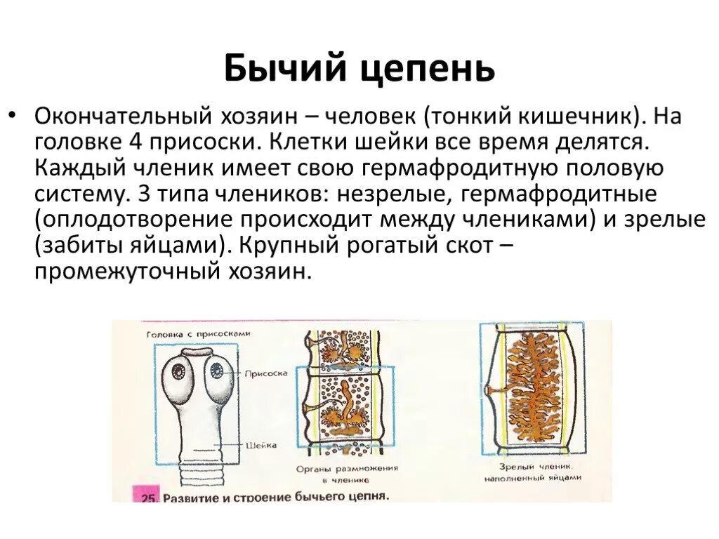 Бычий цепень замкнутая кровеносная система. Наружное строение бычьего цепня. Бычий цепень окончательный хозяин. Особенности строения бычьего цепня. Характерное строение бычьего цепня.