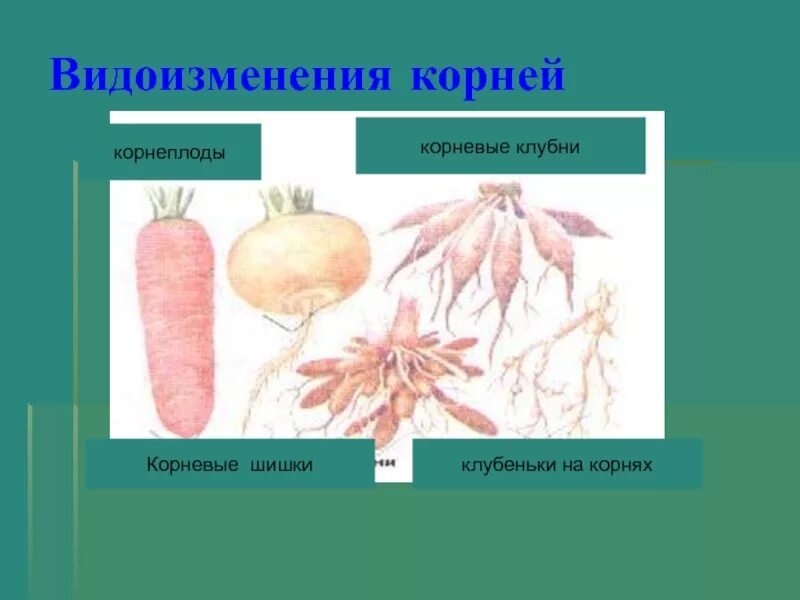 Таблица по биологии корнеплоды, корневые клубни. Корнеплоды биология 6 класс. Видоизмененные корни корнеплоды. Видоизмененный корень имеется у