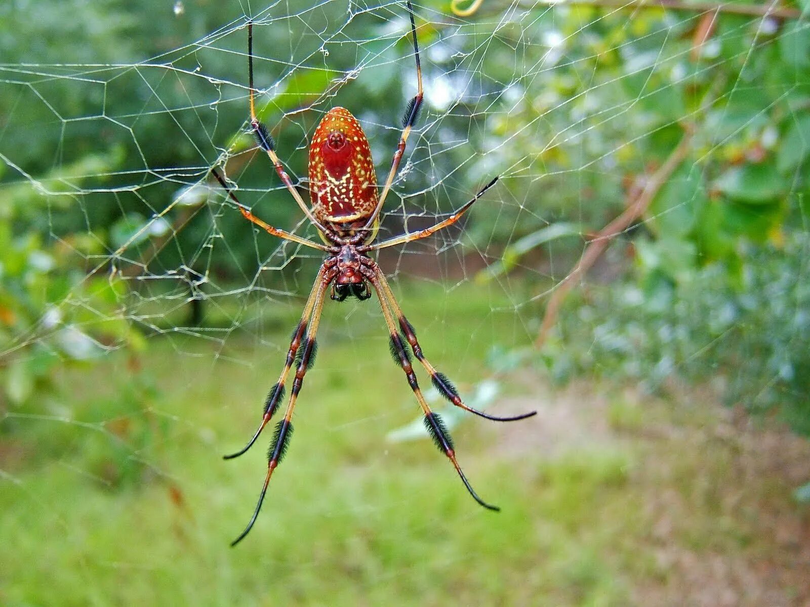 Паук 1 7 3 6. Паук 1 7 3 6. Паук кругопряд нефила. Паук 4-1. Золотистый паук (nephila pilipes).