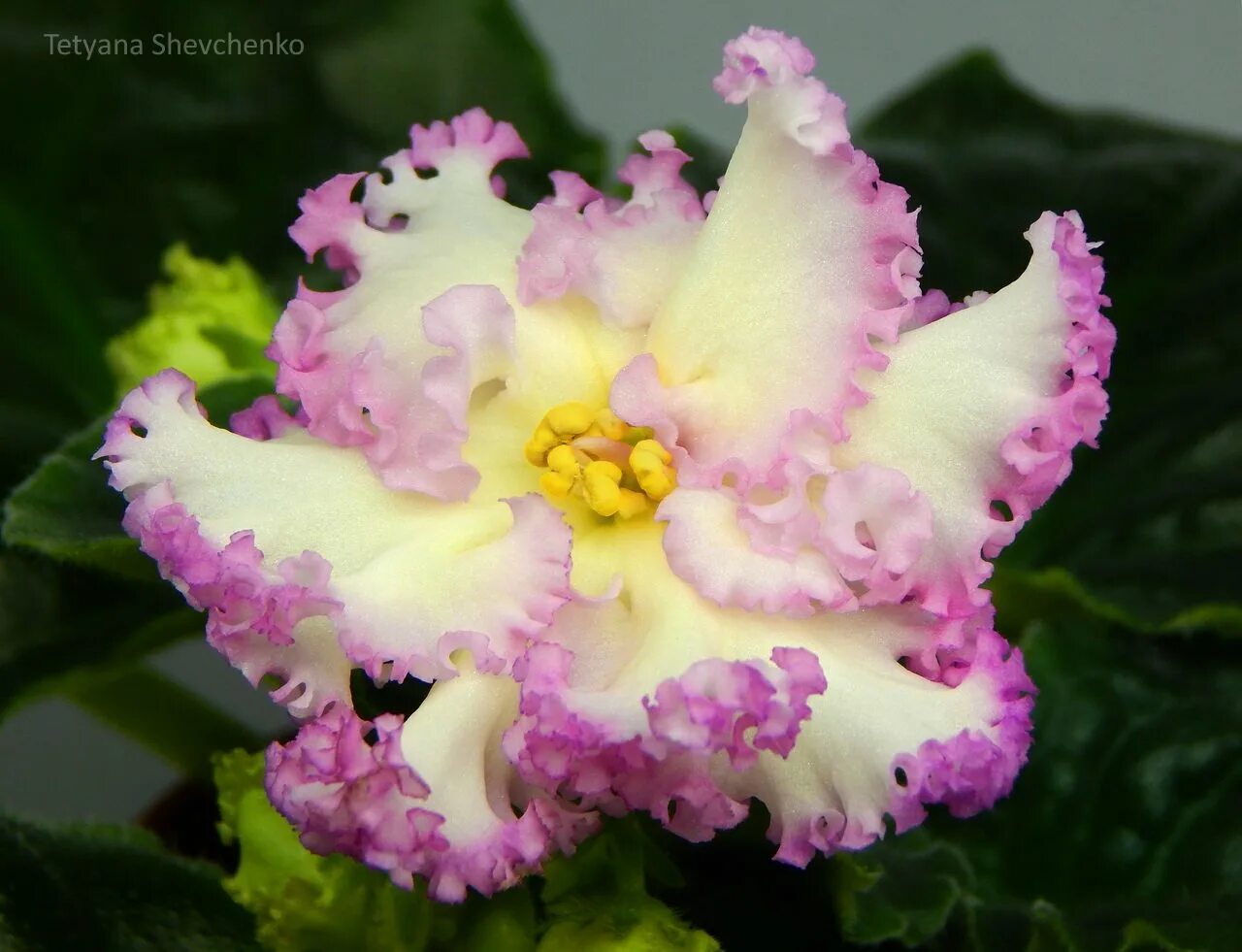 фиалка фанта. фиалка ребелс ту сенс фото. сорт роскошь. сенполия ват-синяя роскошь. фиалка блумс дебют.