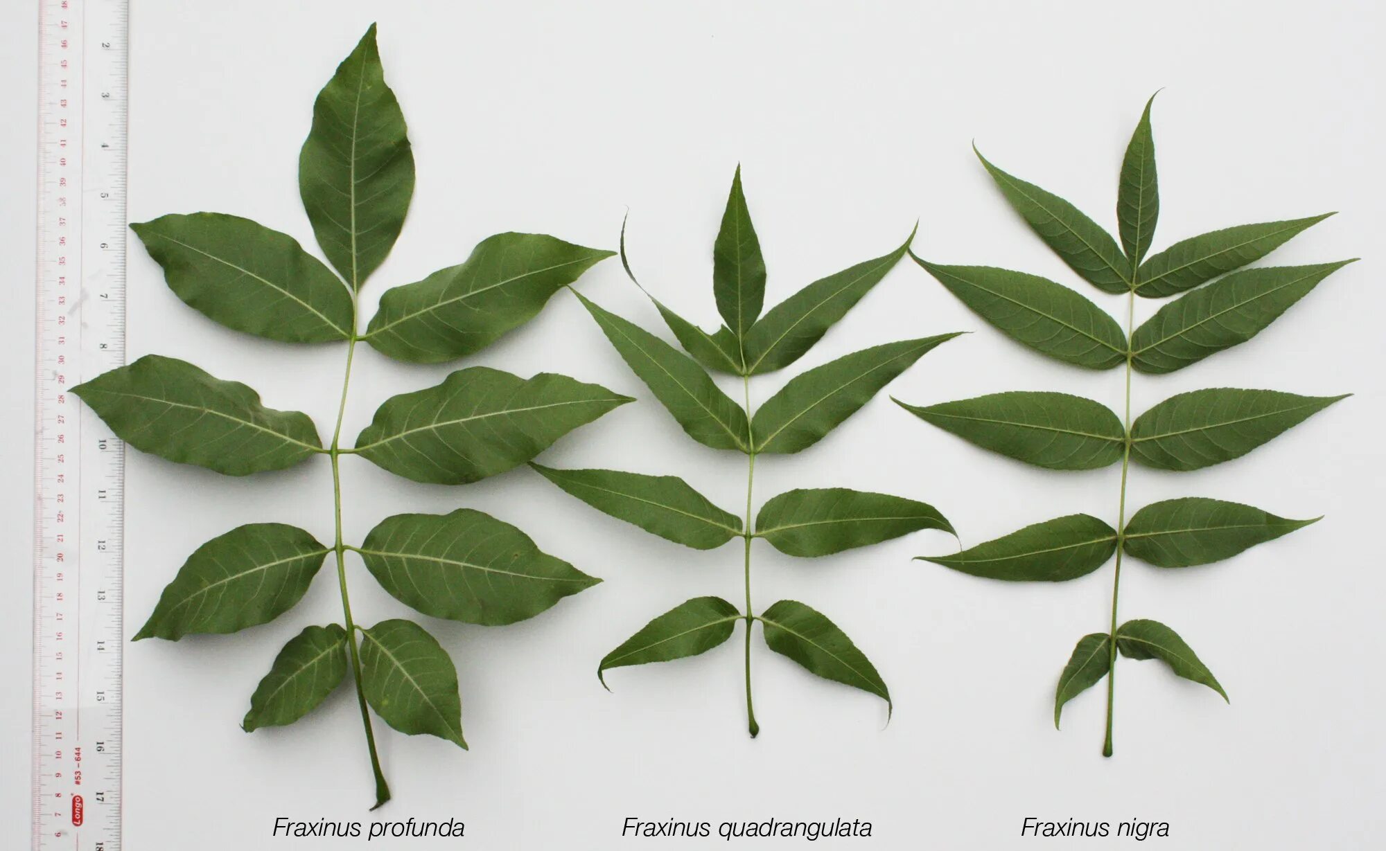 Как выглядит лист ясеня обыкновенного Фотографии Fraxinus Excelsior Abiona Дары природы Фотогалерея природы на greenma