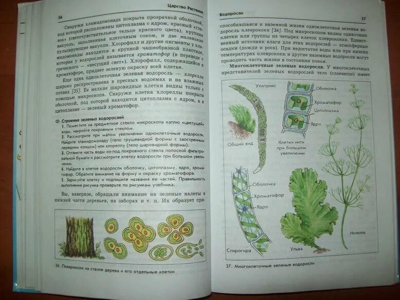 16 параграф пасечник биология 6 класс учебник. Биология 6 класс. Бактерии, грибы, растения. Пасечник. Биология 6 класс Пасечник 1 параграф.