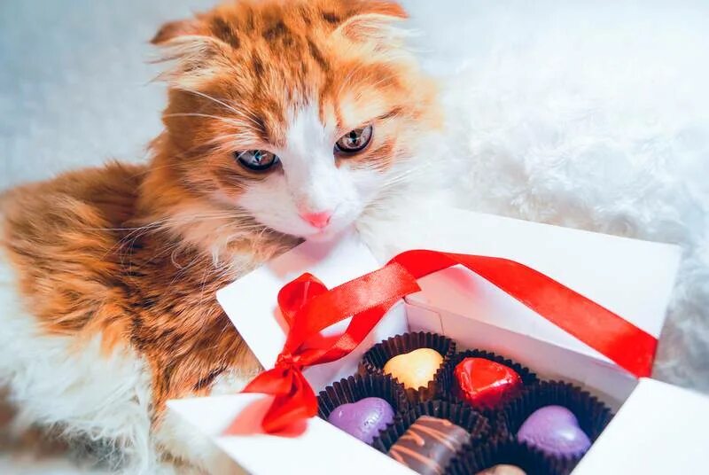 Шоколад Red Cat. Чудо кошка. Cat Chocolate Box. Can Cats eat Chocolate.