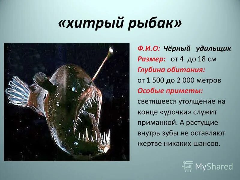 рыба европейский удильщик. удильщик мешкорот. на какой глубине живет рыба. сообщение о глубоководных рыбах. европейский удильщик морской чёрт.