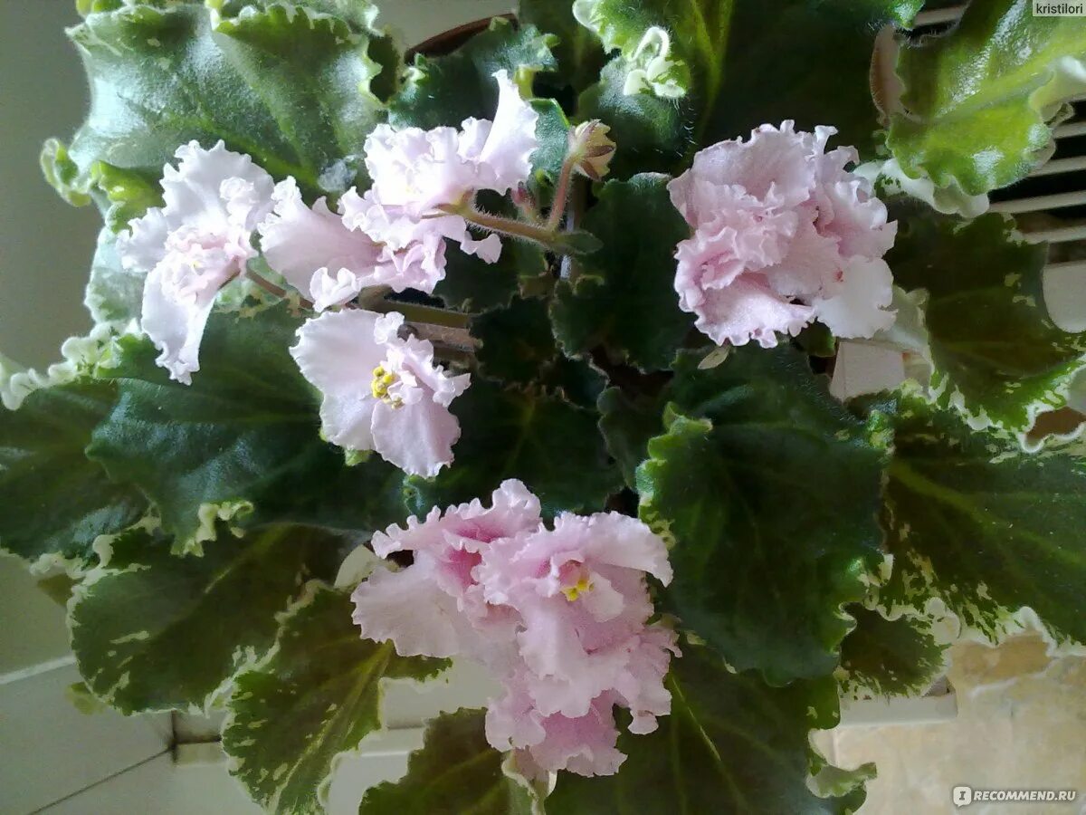 ЛФ-Моя Любовь (Л.Федосеева) - VIOLETVIOL PLANTS COLLECTION