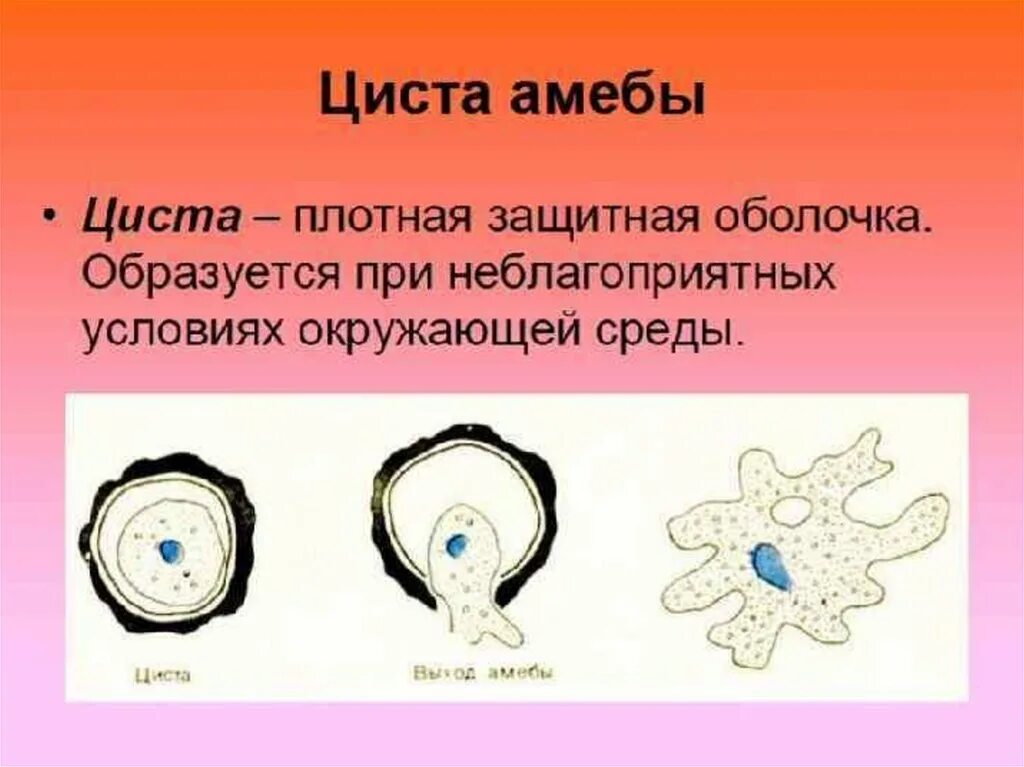 При наступлении неблагоприятных условий амеба. Циста амебы. Образование цисты у простейших. Образование цисты у амебы. Образование цист у простейших.