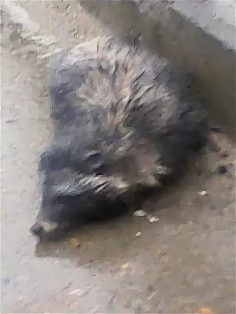 темрюк животные. лежит с улыбкой мем. голубицкая. животные мадагаскара фосса. темрюк животные.