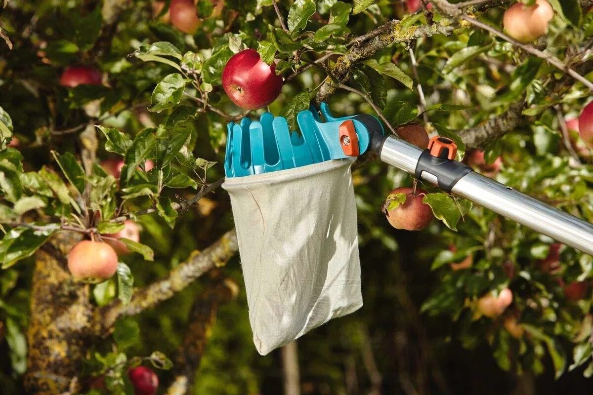 Плодосборник для яблок Гардена. Плодосборник телескопический Fruit picking. Плодосборник Gardena +ручка. Плодосборник Гардена для яблок с земли. Убрать яблоню